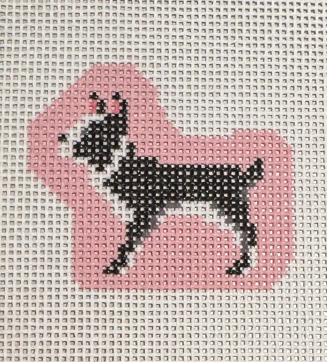 BOSTON TERRIER